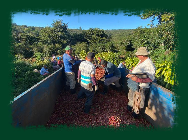 int-coffee-green-bean-1