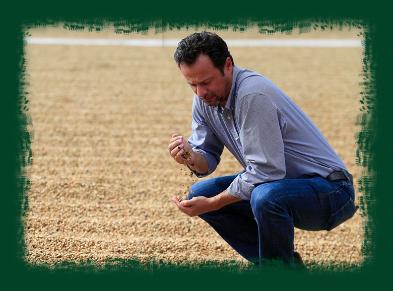 int-coffee-green-bean-2