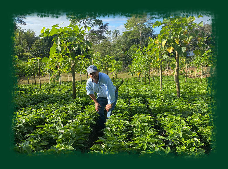 int-naranjo-plantaciones